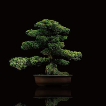 盆栽・園芸用鋏